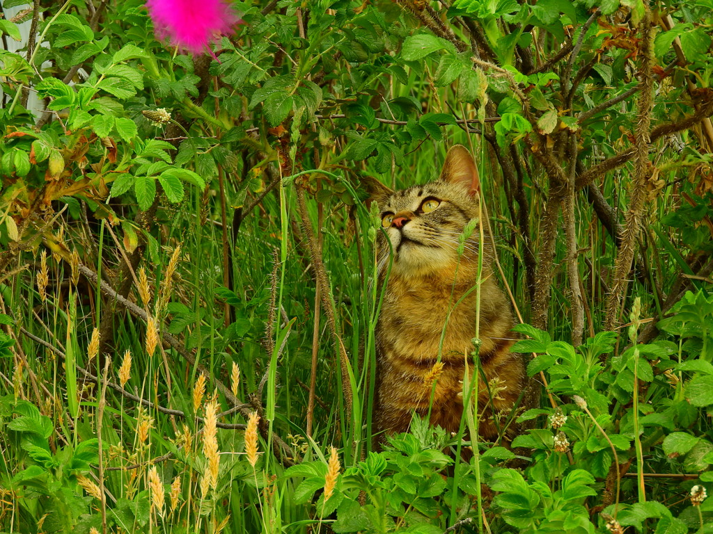 野良猫