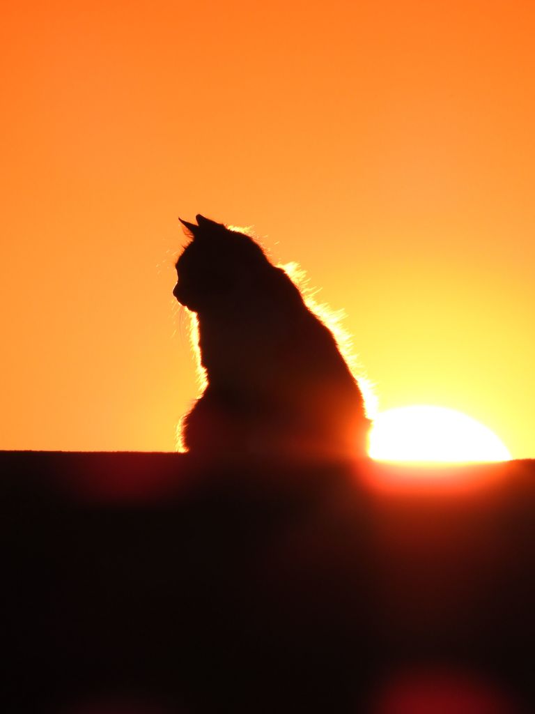 夕日と猫