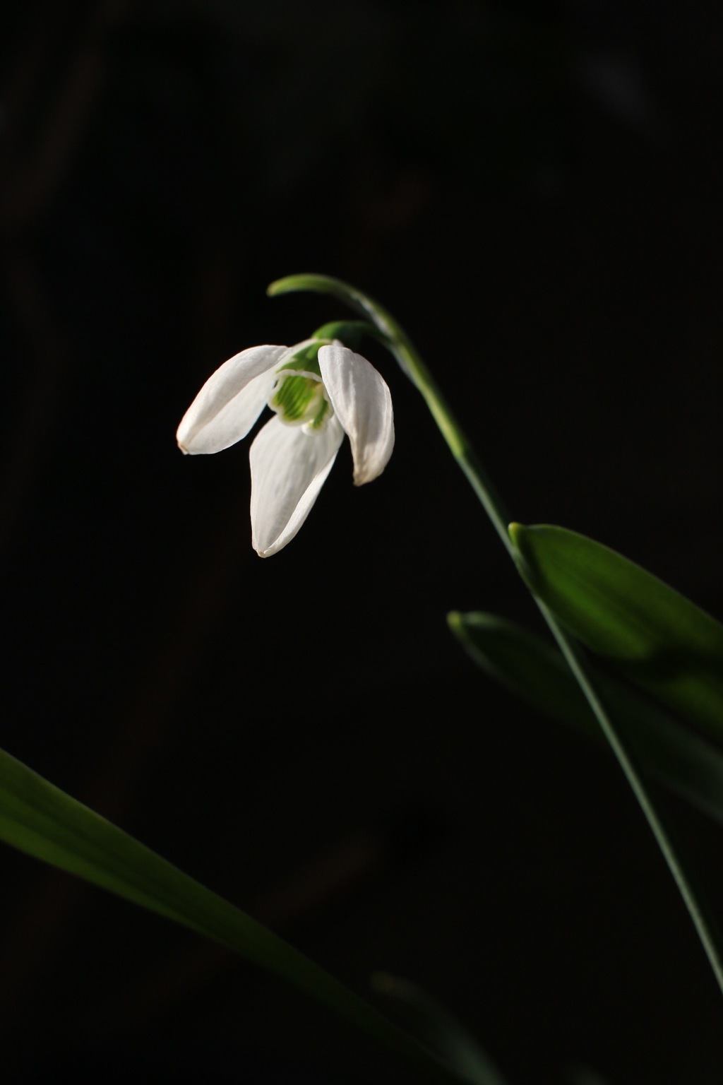 snow drop