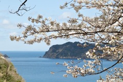 桜と海