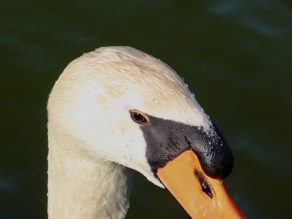 天神川 白鳥