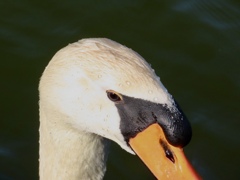 天神川 白鳥