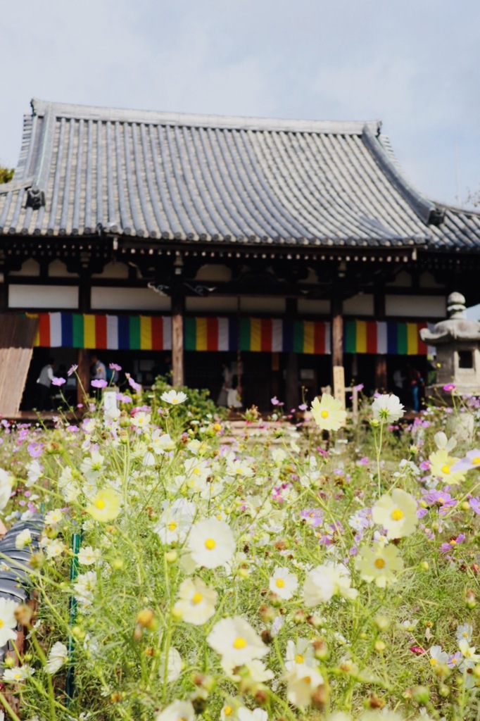 槃若寺/コスモス寺1
