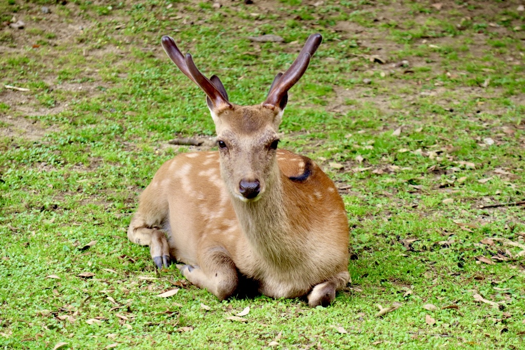 奈良公園の鹿