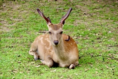 奈良公園の鹿