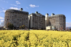 琵琶湖なぎさ公園