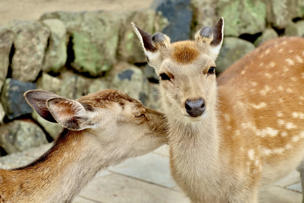 奈良公園の鹿