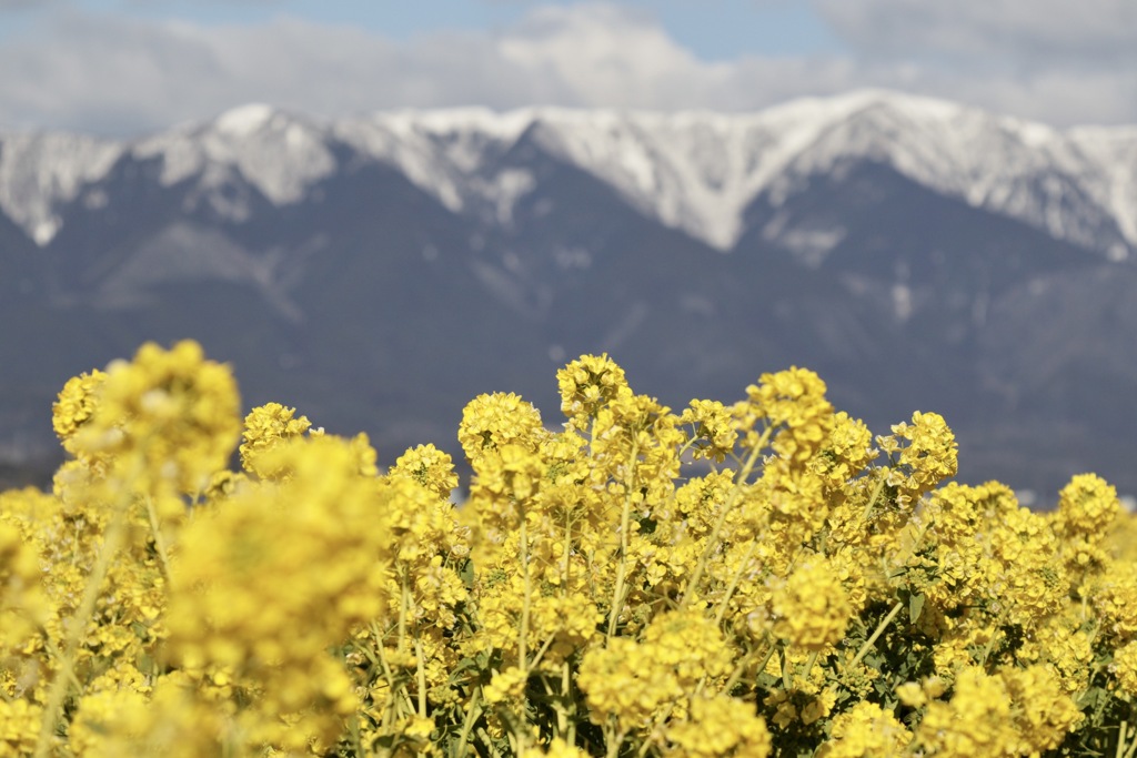 琵琶湖なぎさ公園