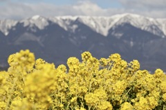 琵琶湖なぎさ公園