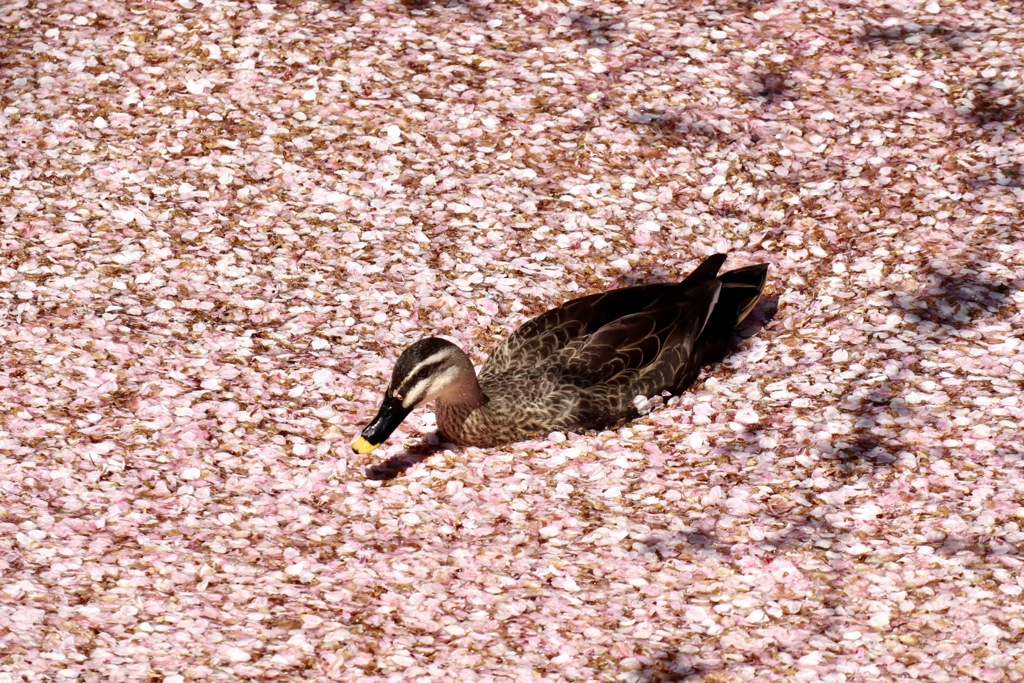 カモと桜