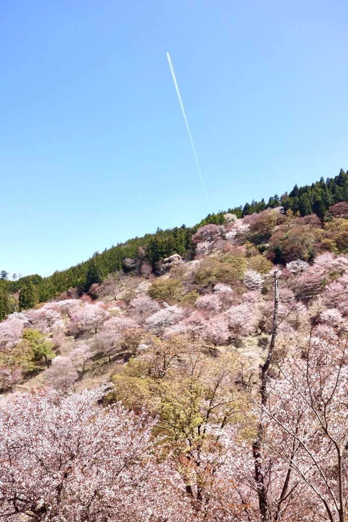 去年の吉野山