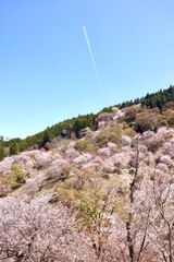 去年の吉野山
