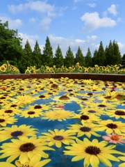 世羅高原農場