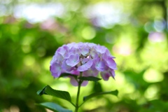 もりやま芦刈園