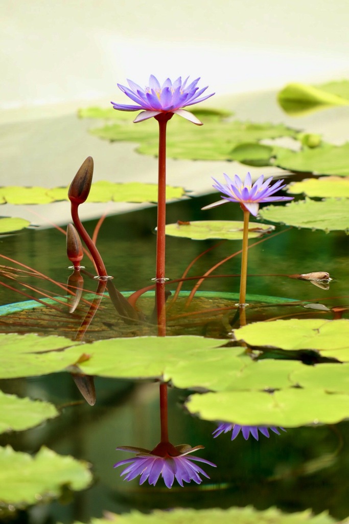 琵琶湖 みずの森