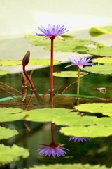 琵琶湖 みずの森