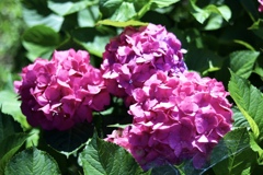 もりやま芦刈園