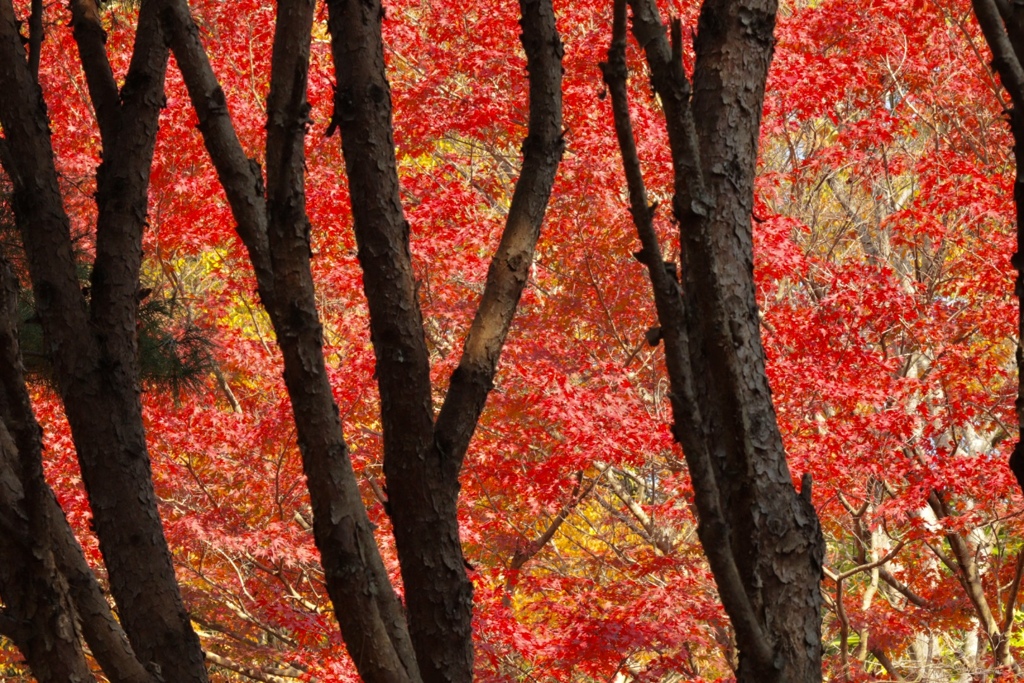 近江富士花緑公園