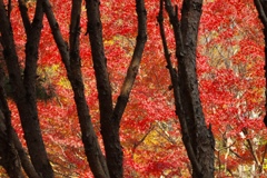 近江富士花緑公園