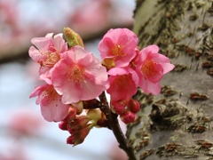 赤川河津桜