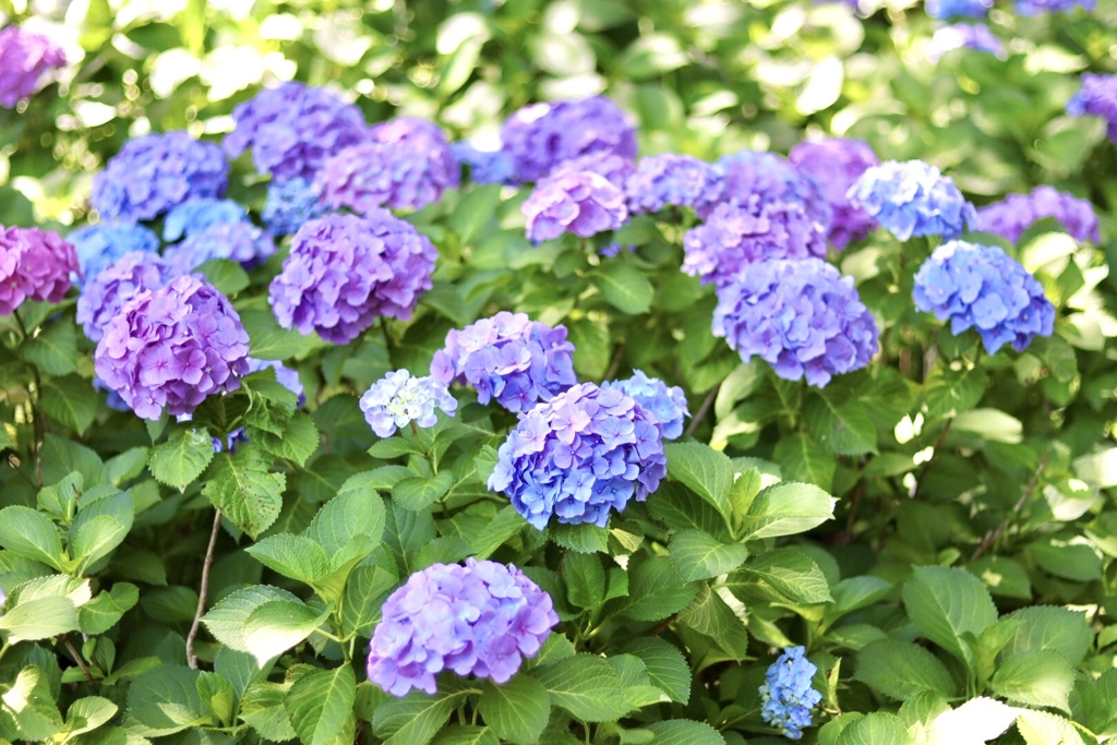 もりやま芦刈園