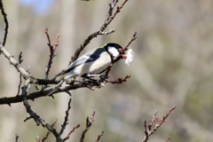 京都府立植物園
