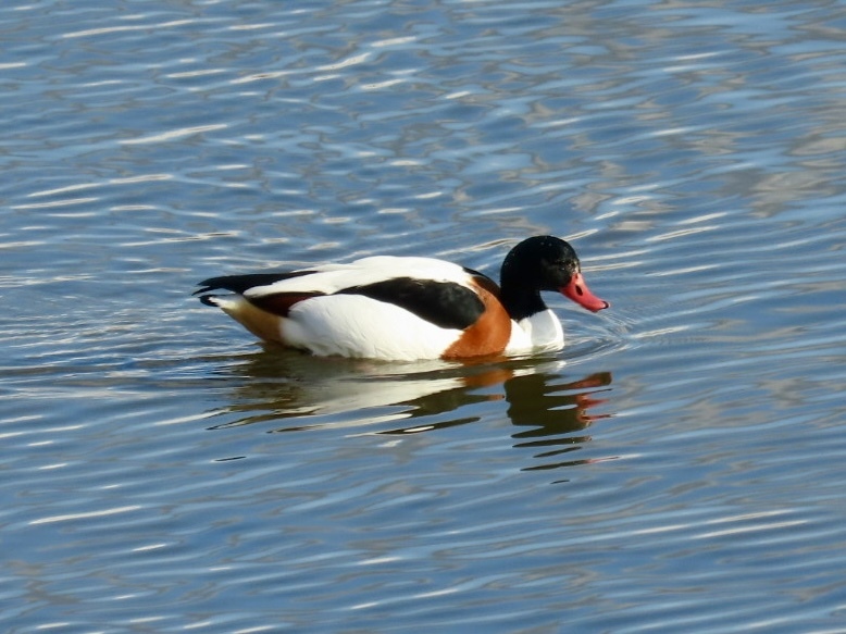 米子水鳥公園