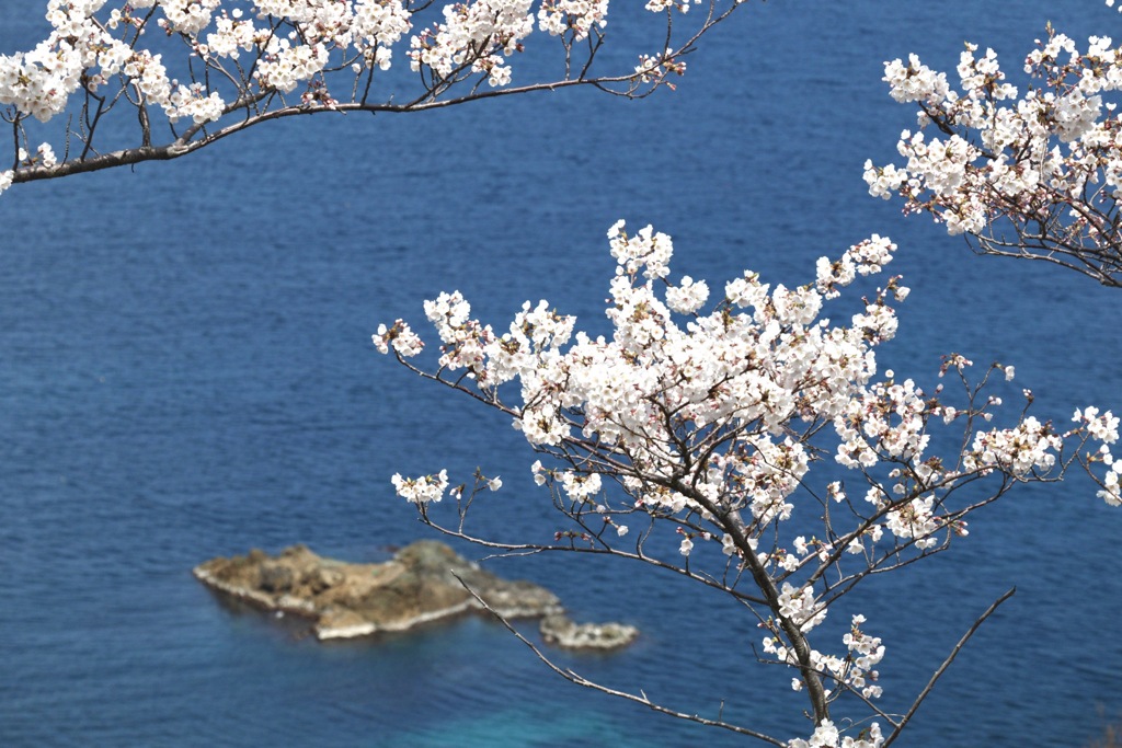 桜と海