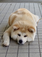 秋田犬