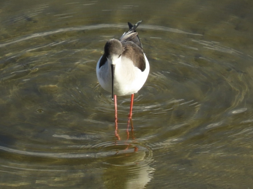米子水鳥公園
