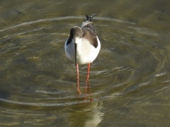米子水鳥公園