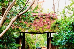 大覚寺、祇王寺11