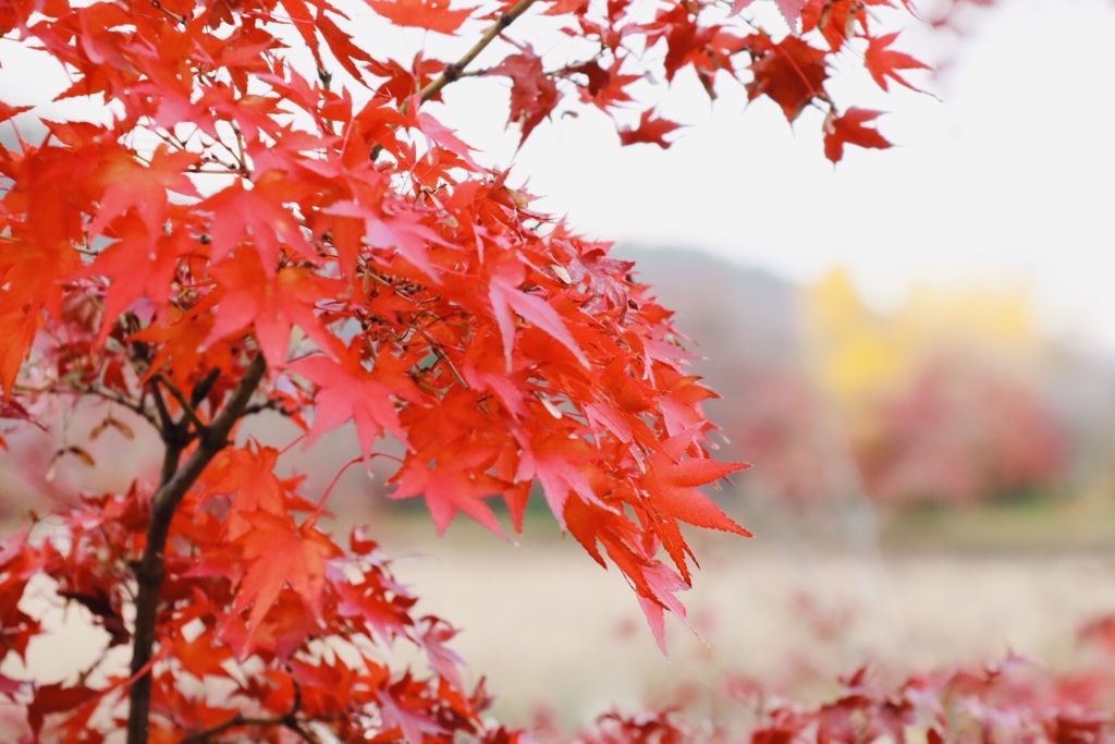 大覚寺、祇王寺3