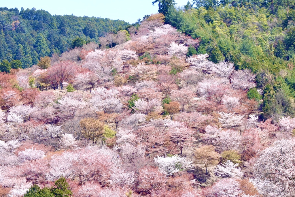 去年の吉野山