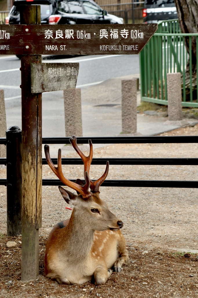 奈良公園の鹿