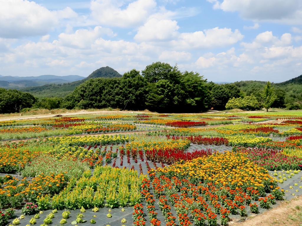 花夢の里