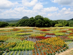 花夢の里