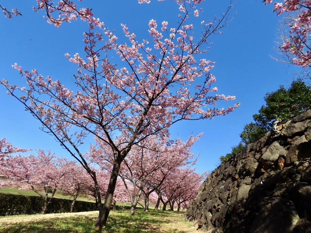 大根島河津桜