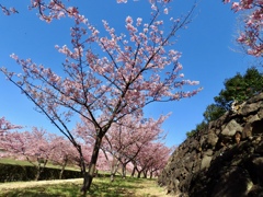 大根島河津桜