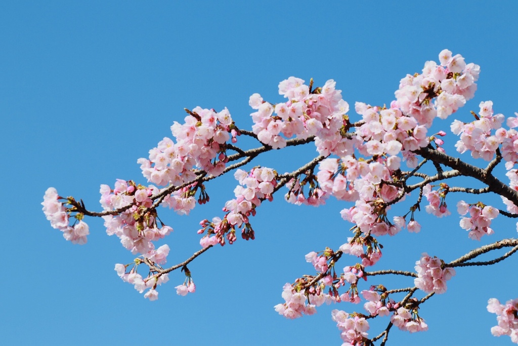 いなべ市梅林公園