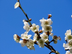 松江城梅園