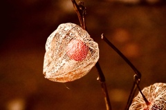 大覚寺、祇王寺8