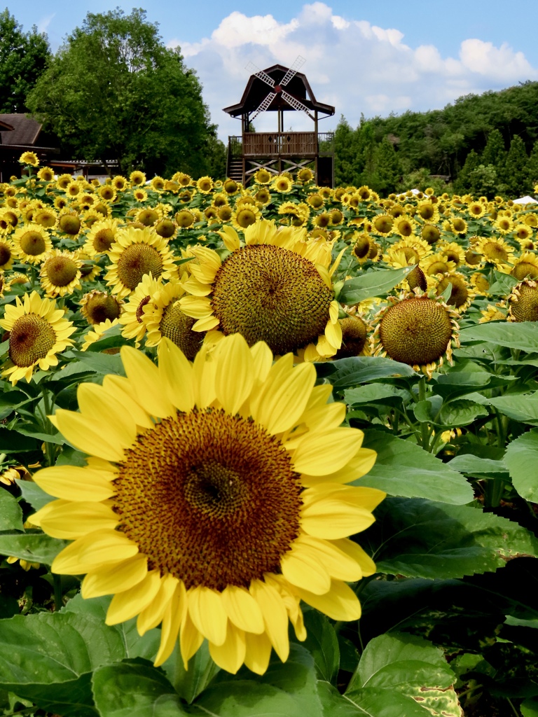 世羅高原農場