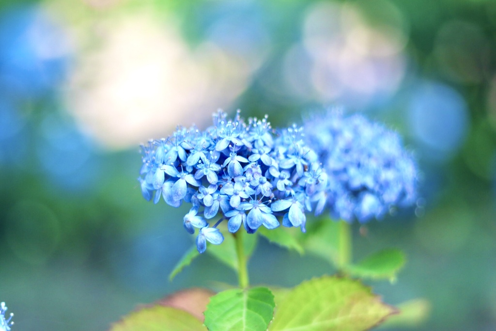 もりやま芦刈園