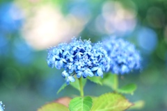 もりやま芦刈園