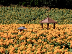 世羅高原農場