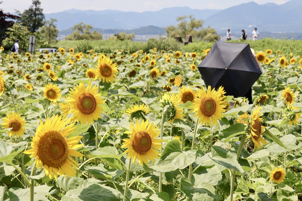守山なぎさ公園