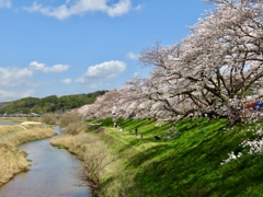 斐伊川土手の桜