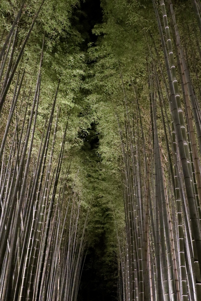 嵐山花灯路