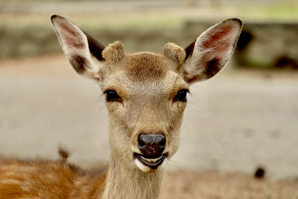 奈良公園の鹿